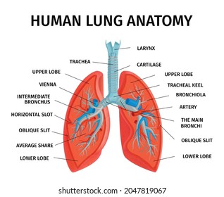 Human Lung Respiratory System Anatomy Diagram Stock Vector (Royalty ...