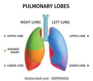 Human Lung Respiratory System Upper Lower Lobes Anatomy Diagram Educational Colorful Info Chart Medical Poster Vector Illustration