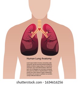  Human Lung System, Anatomy, vector illustration. health and medical, cancer and virus.