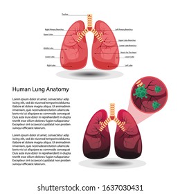  Human Lung System, Anatomy, vector illustration. health and medical, cancer and virus.