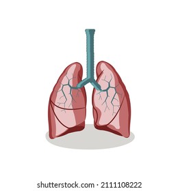 human lung vector, lung image for medical needs