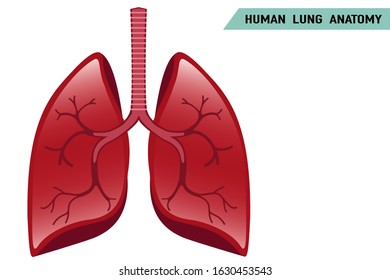 Healthy Lung Organ On White Background Stock Vector (Royalty Free ...