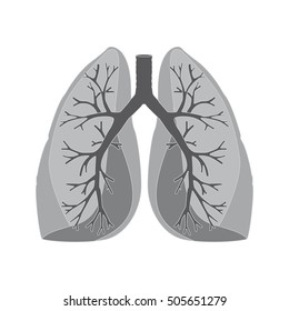 human lungs