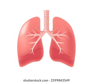 Human lungs 3D illustration. Internal organs isolated medical concept, healthcare, healthy lifestyle. Medical illustration. Vector on white background