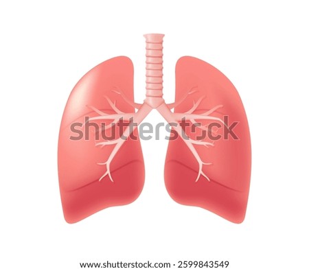 Human lungs 3D illustration. Internal organs isolated medical concept, healthcare, healthy lifestyle. Medical illustration. Vector on white background