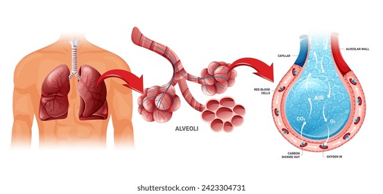 Human lungs, alveoli structure and gas exchange scheme. Illustration isolated on white background. Cartoon style
