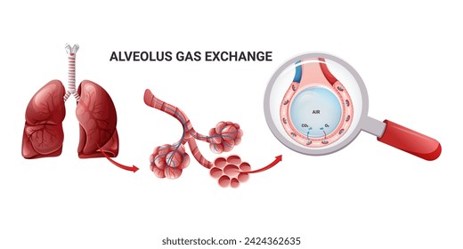 Human lungs, alveoli structure and gas exchange scheme. Illustration isolated on white background. Cartoon style
