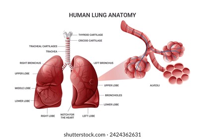 Human lungs anatomy, alveoli structure and gas exchange infographic. Detailed scientific illustration isolated on white background. Cartoon style
