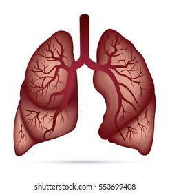 Human lungs anatomy for asthma, tuberculosis, pneumonia. Lung cancer diagram in detail illustration. Breathing or respiratory system. Vector.