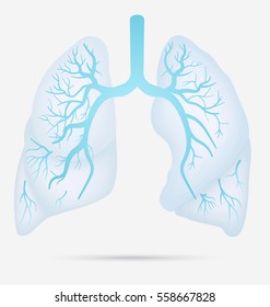 Human lungs anatomy for asthma, tuberculosis, pneumonia. Lung cancer diagram in detail illustration. Breathing or respiratory system. Vector.