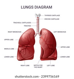 Human lungs anatomy chart. Vector illustration isolated on white background
