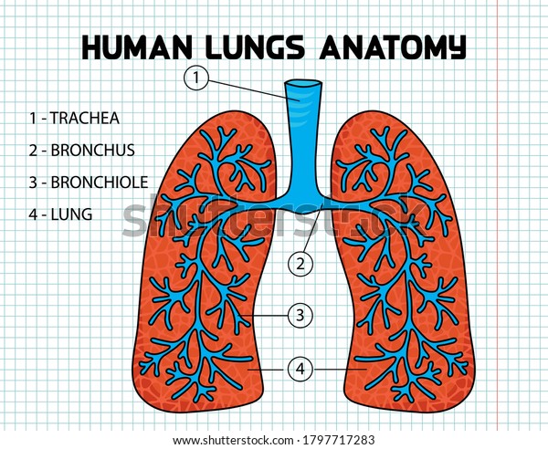 Human Lungs Anatomy Colorful Illustration Vector Stock Vector (Royalty ...