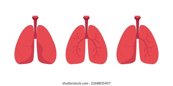 Concepto de anatomía pulmonar humana. Conjunto de ilustraciones sanitarias planas vectoriales. Pulmón rojo sano con los vasos sanguíneos de fondo blanco. Elemento de diseño para la atención de la salud, la educación, la pulmonología
