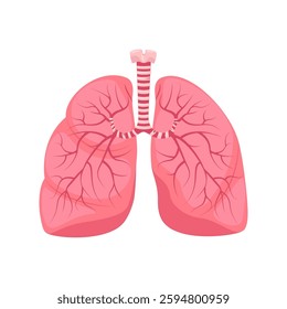 Human lungs, anatomy of internal organ. Respiratory system, human internal organs.