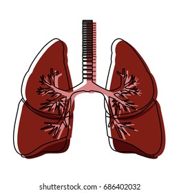 human lungs anatomy medical organ respiration