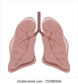 Sketch Lungs Sketch Handdrawn Illustration Isolated Stock Illustration ...