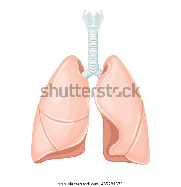 人間の肺の構造 医学のベクターイラスト 内臓 気管 気管支 左右の葉 教育イラスト のベクター画像素材 ロイヤリティフリー