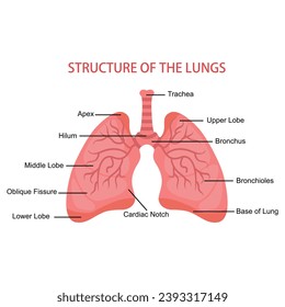 Human lungs anatomy Medical. Vector illustration of the human respiratory system