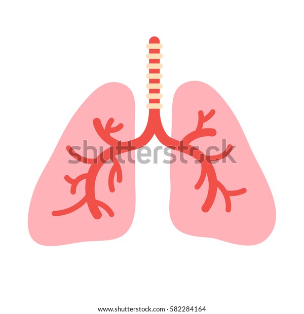 Human Lungs Anatomy Organs Bronchial System Stock Vector (Royalty Free ...