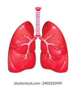 Human lungs. Anatomy of respiratory organ system. Vector illustration isolated on white background