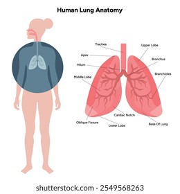 Anatomia dos pulmões humanos sistema respiratório medicina interna