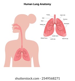 Human Lungs anatomy respiratory system internal medicine