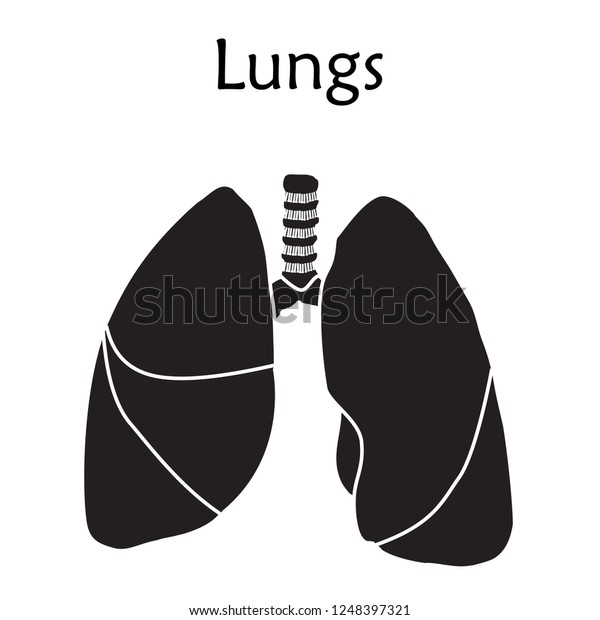 Human Lungs Anatomy Silhouette Vector Illustration Stock Vector ...