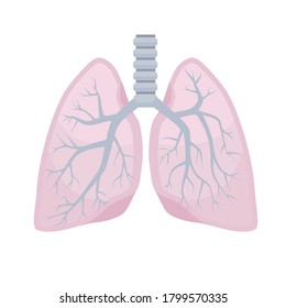 Pulmones humanos. Anatomía, estructura de órganos internos. Ilustración del vector