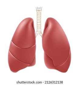 Human lungs anatomy structure. Realistic 3d vector illustration isolated on white background. Front view in detail. Right and left lung with trachea. Healthy lung. Respiration system organ.