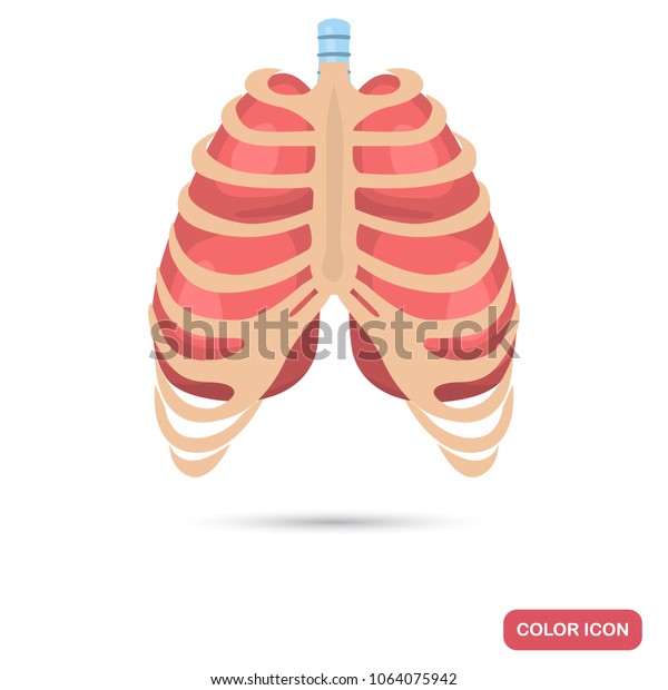 Human lungs\
behind the thorax color flat\
icon