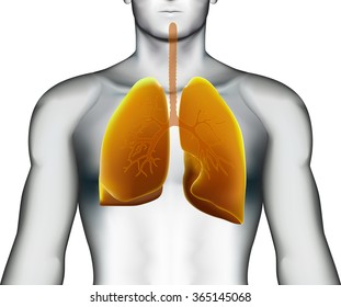 Human lungs in human body on white background, vector