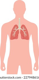 Human lungs human body vector illustration