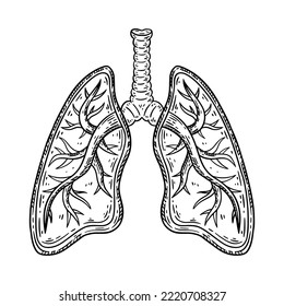 Human lungs and bronchi hand drawn sketch. Vector isolated illustration.