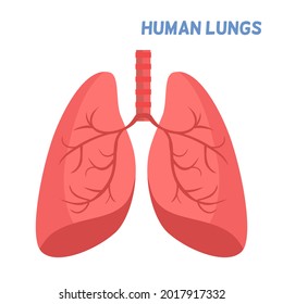 Human lungs concept, a big lungs with white background, lungs anatomical concept