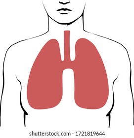 Human lungs. Coronavirus covid-19, pneumonia, asthma or tuberculosis concept. Editable vector illustration.
