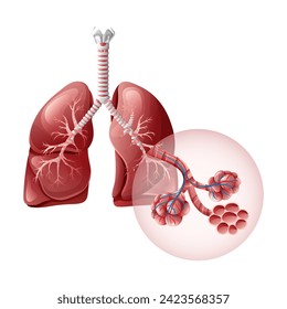 Human lungs with detailed alveolus structure. Vector illustration, cartoon style
