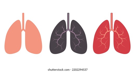 Human lungs. Flat style. Set on a white background.