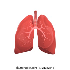 Human lungs flat vector illustration. Internal organs anatomical model. Bronchi realistic illustration. Respiratory system function isolated clipart. Medicine and healthcare anatomy drawing. 