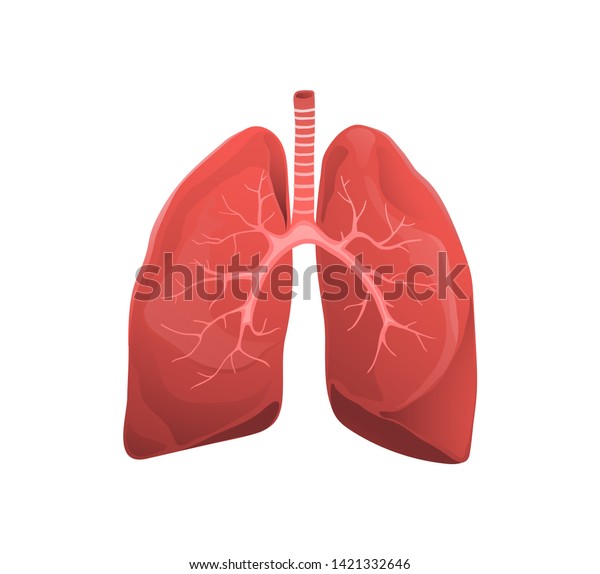 人間の肺の扁平なベクターイラスト 内臓解剖学モデル ブロンキの写実的なイラスト 呼吸器系の機能を持つクリップアート 医療と医療の解剖図 のベクター画像素材 ロイヤリティフリー
