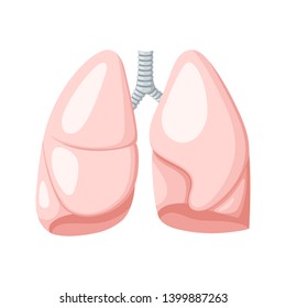 Human lungs. Front view. Anatomical vector illustration in flat style isolated over white background.