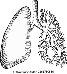 human lungs, half black half white. of the human respiratory tract.black and white engraving, vector
