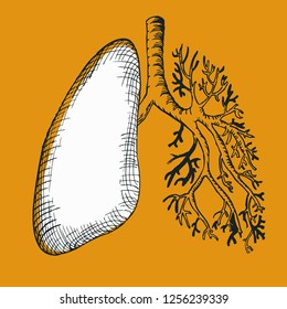 human lungs, half black half white. of the human respiratory tract.black and white engraving, vector