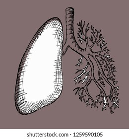human lungs, half black half white. of the human respiratory tract.black and white engraving, vector