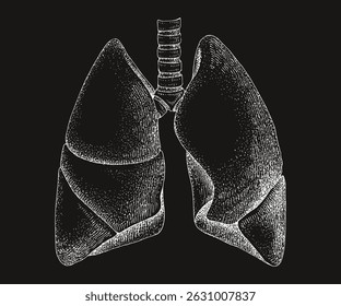 Human lungs hand drawn vector illustration