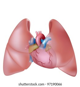 Human Lungs And Heart