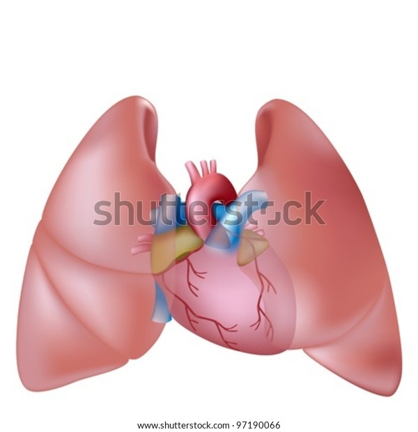 人間の肺と心臓 のベクター画像素材 ロイヤリティフリー