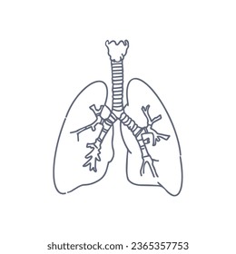human lungs icon, respiratory system healthy lungs anatomy line art medical illustration