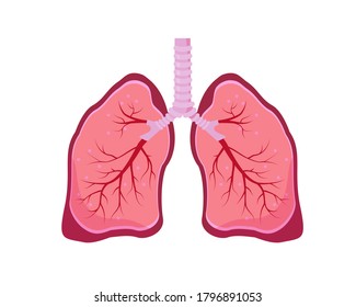 Human lungs icon. Lungs, trachea, bronchi and bronchioles. Anatomy vector illustration on white background.   