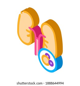 vector de icono de pulmones humanos. signo de pulmones humanos isométricos. ilustración de símbolo aislado de color