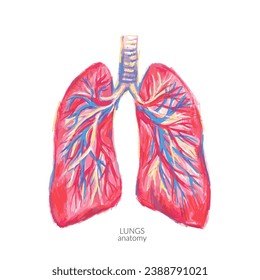 Human lungs illustration. Internal organ anatomy colorful sketch. Health and medical drawing poster.
